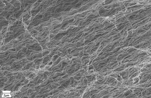 SEM image of the carbon nanotubes