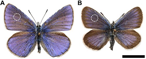 Polyammatus isarus and Plebejus argus butterflies